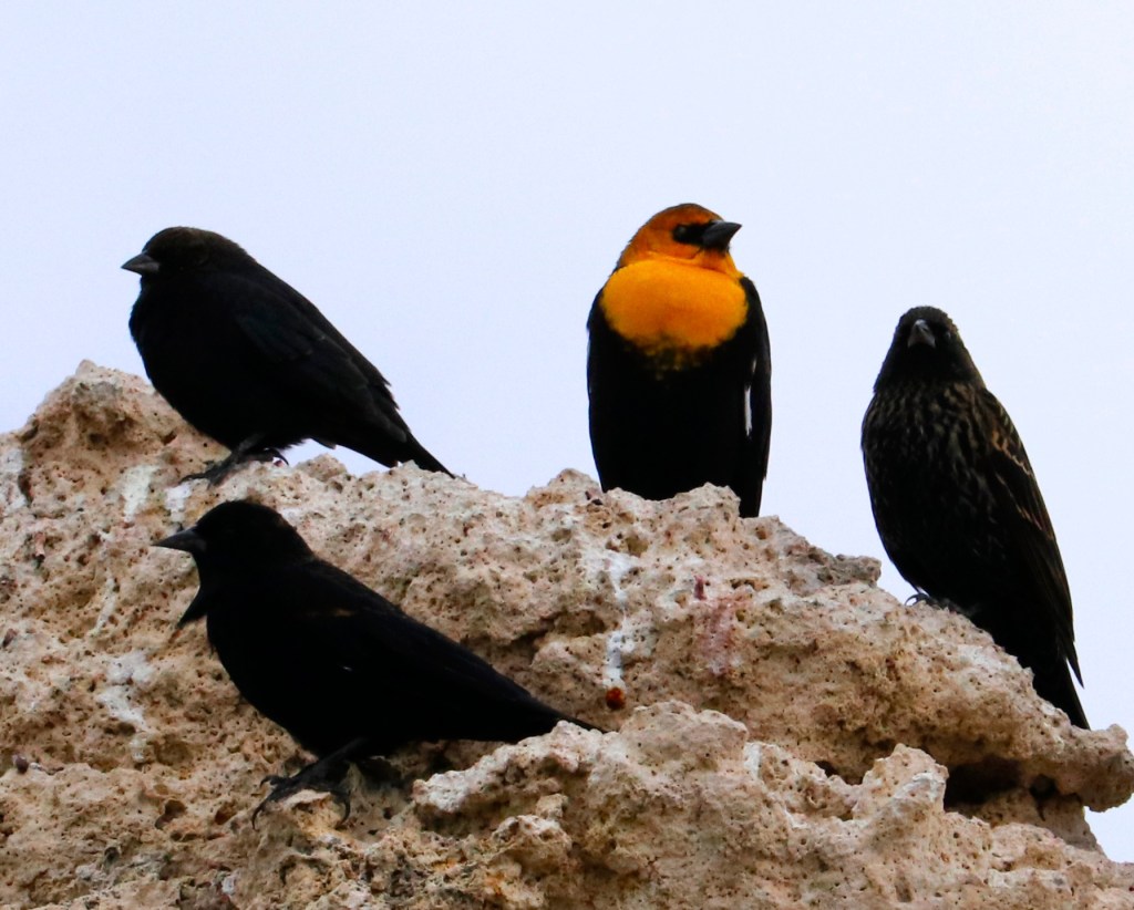 3/28/22 THE GREAT REFORM AND OTTO OF&nbsp;FREISING