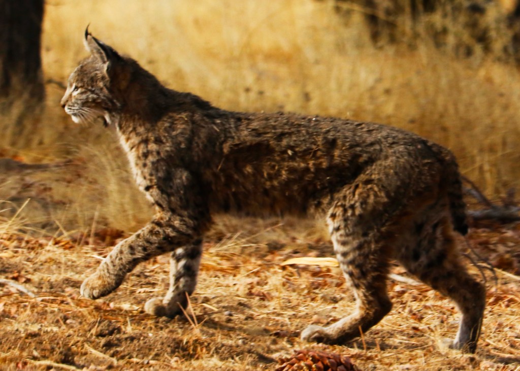 5/23/22 BERNARD OF CLAIRVAUX AND ANSELM OF&nbsp;HAVELBERG