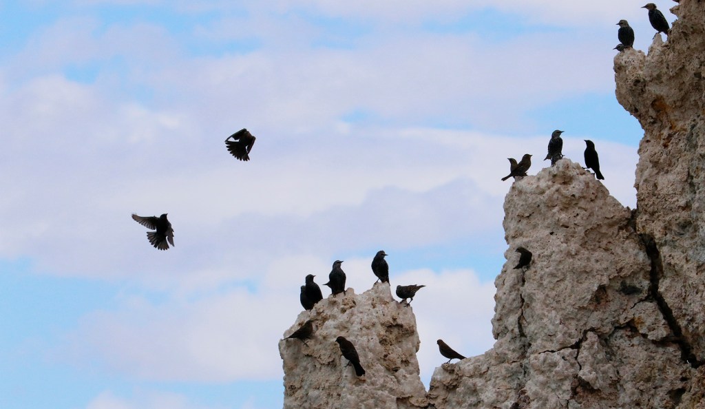 8/15/22 FROM THE INTRODUCTIONS OF 17TH CENTURY BOOKS ON&nbsp;REVELATION