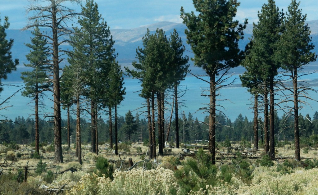 9/24/22 FROM THE INTRODUCTIONS OF 19TH CENTURY BOOKS ON REVELATION, PART 2