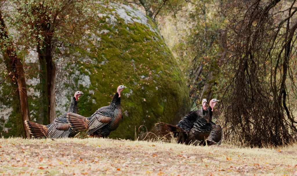 11/5/22  FROM THE INTRODUCTIONS OF 21st CENTURY BOOKS ON&nbsp;REVELATION