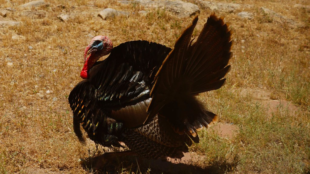 12/10/22 REVELATION 1:1a, PART&nbsp;2