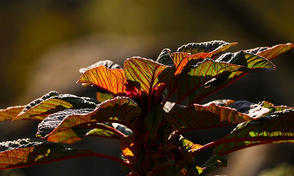 1/25/23 REVELATION 1:1a, PART&nbsp;8