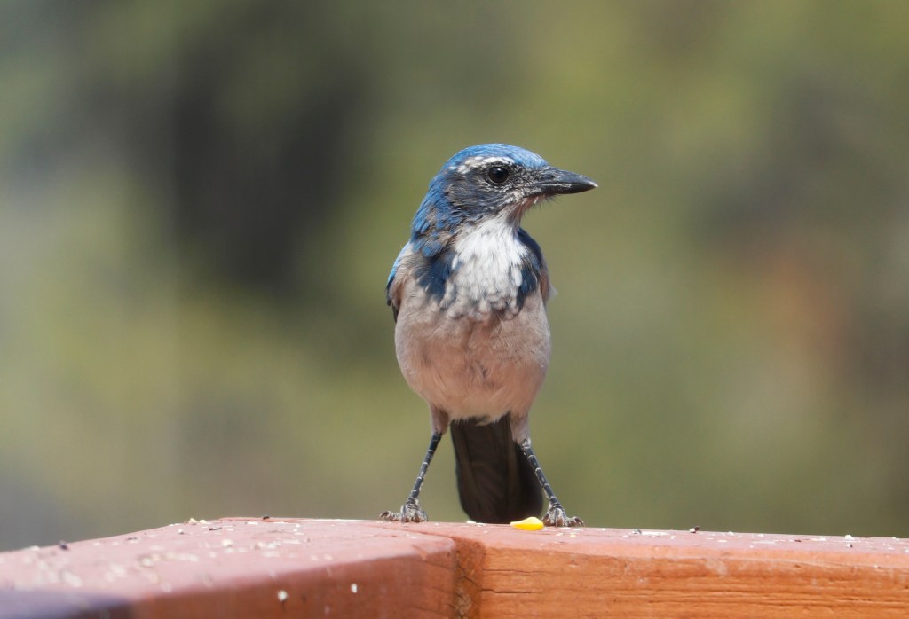 3/29/23 THE DEBATE ABOUT THE DATE OF THE BOOK OF DANIEL, PART&nbsp;3