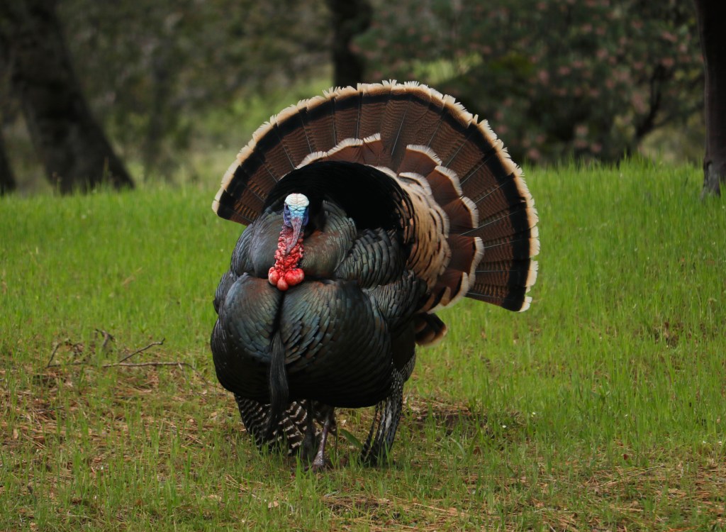 1/11/24 A LOOK A THE TIMING ISSUE OF MATTHEW 24, PART&nbsp;18